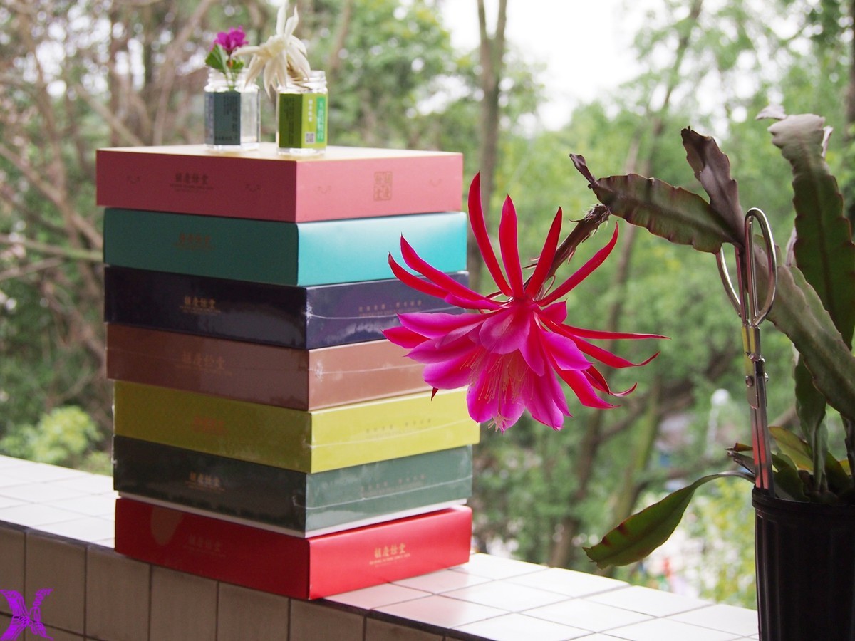 2023家养大令箭荷花初次开放（5）