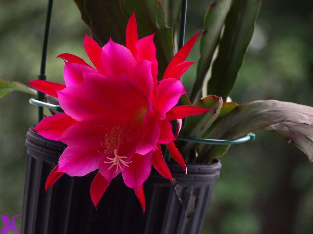 2023家养大令箭荷花初次开放（5）