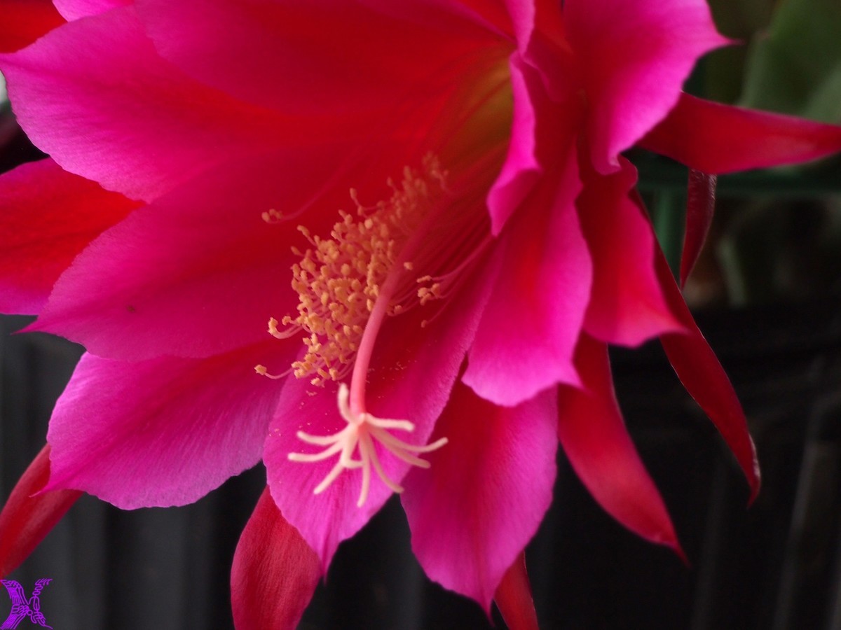 2023家养大令箭荷花初次开放（5）