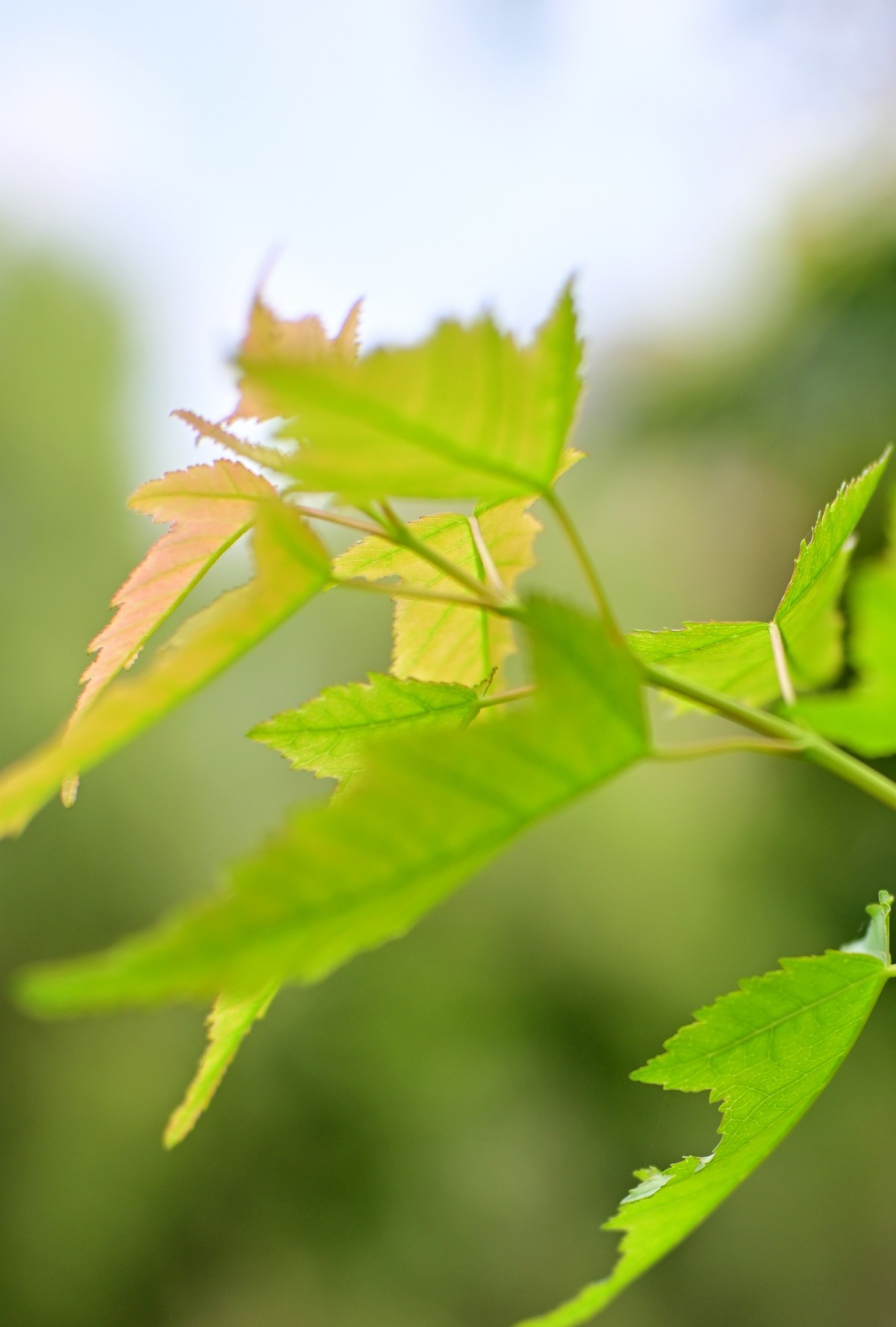 八月蝴蝶黄，双飞西园草