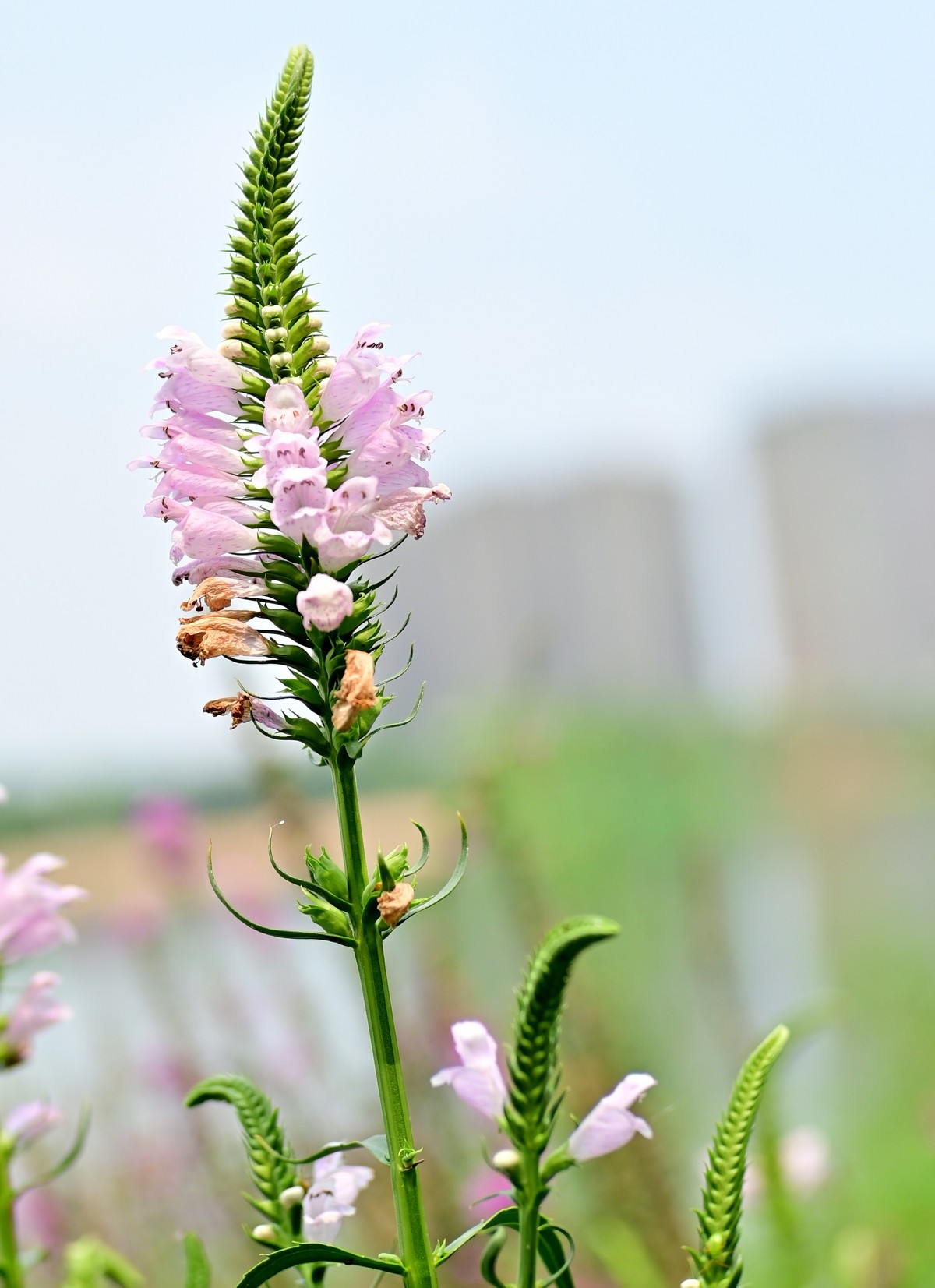 八月蝴蝶黄，双飞西园草