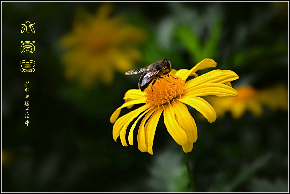 蜂花木茼蒿（2023337）