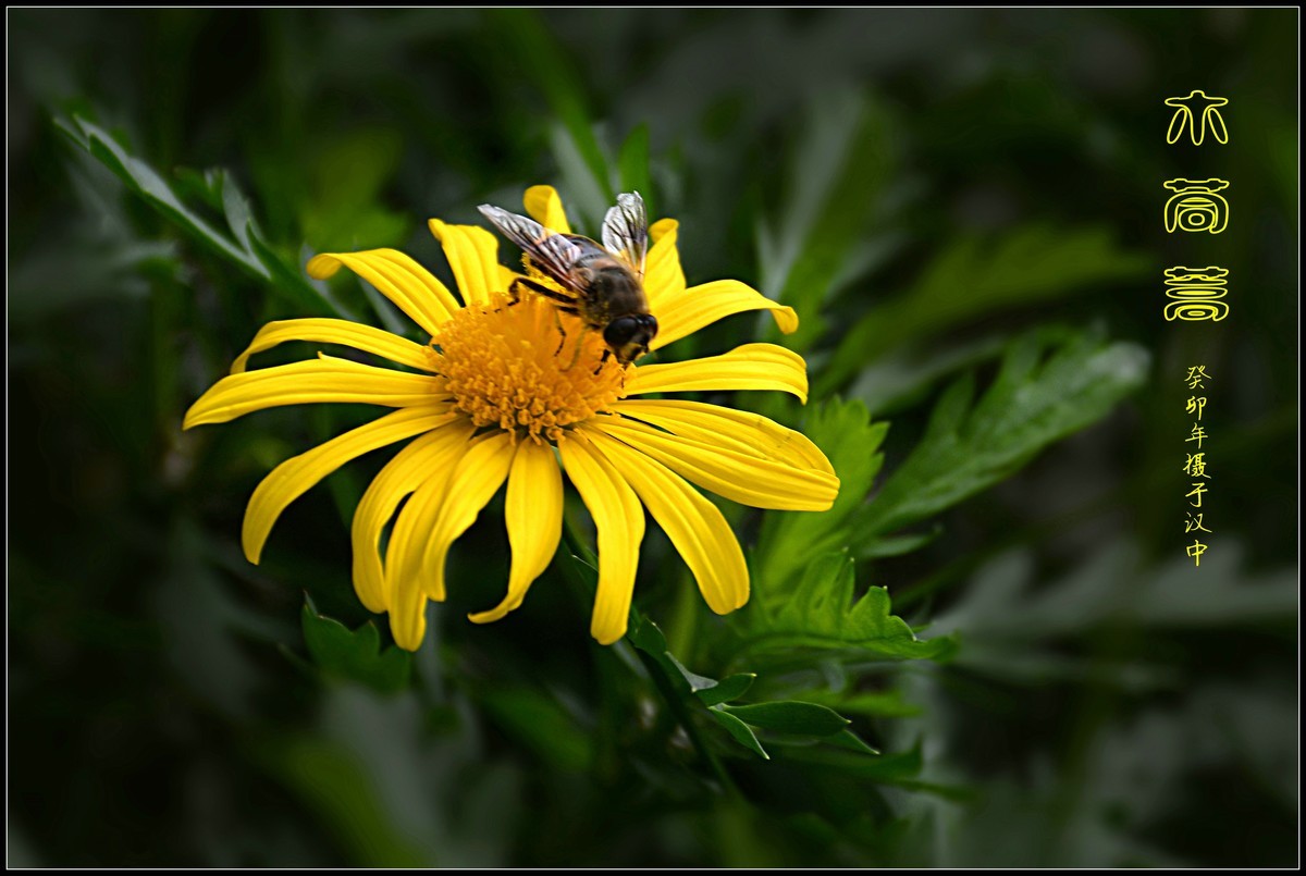 蜂花木茼蒿（2023337）