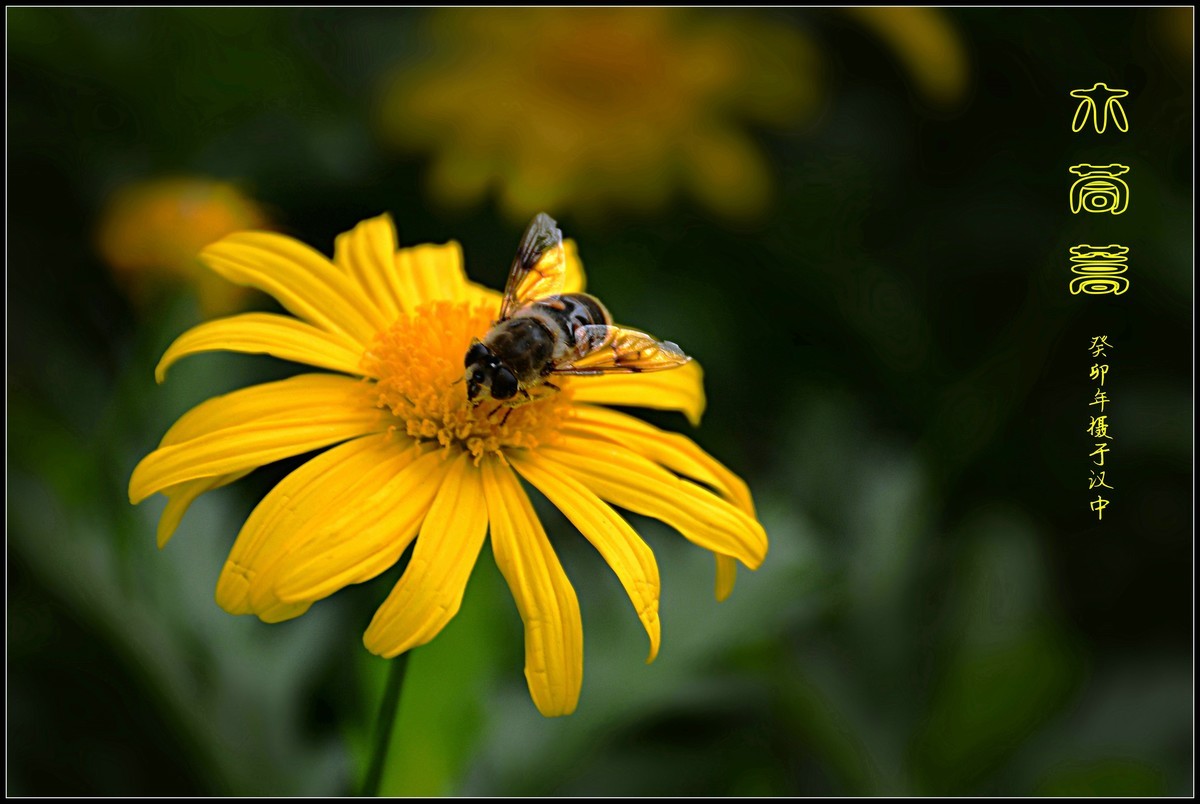 蜂花木茼蒿（2023337）