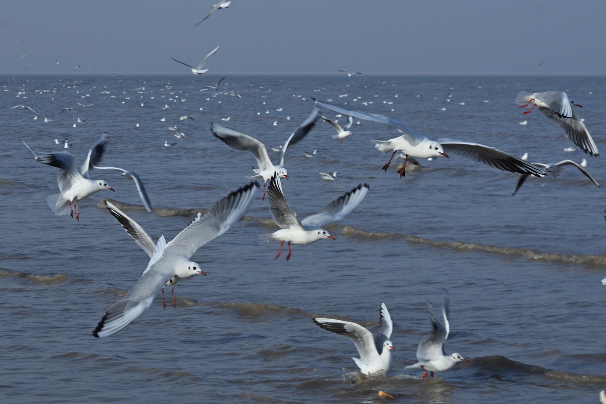 西伯利亚红嘴海鸥