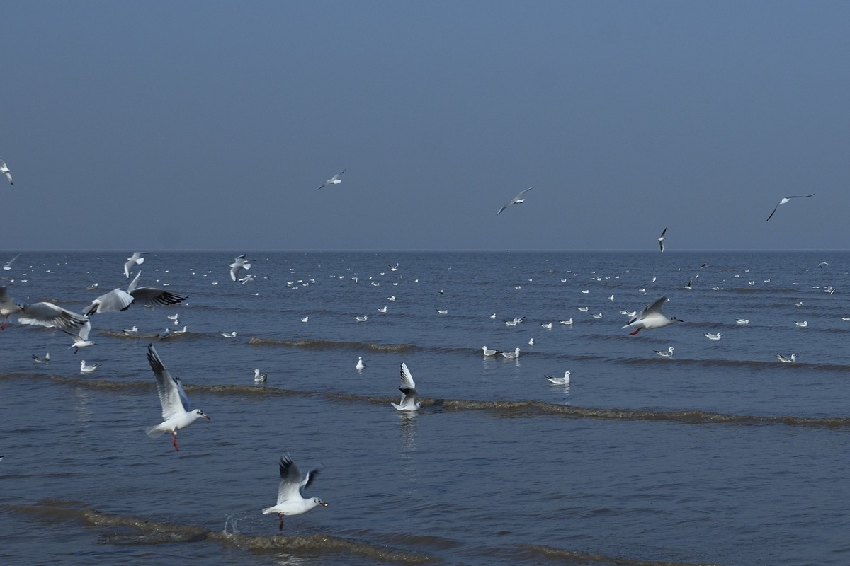 西伯利亚红嘴海鸥