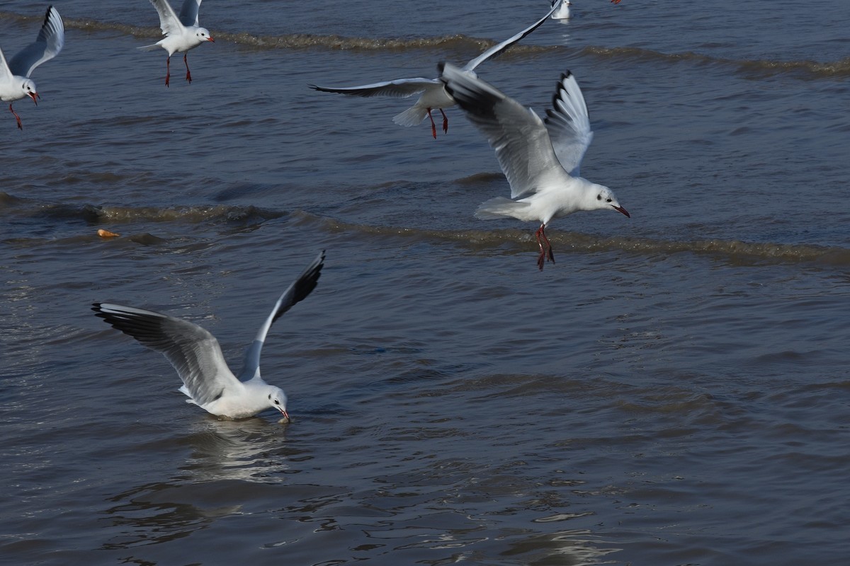 西伯利亚红嘴海鸥