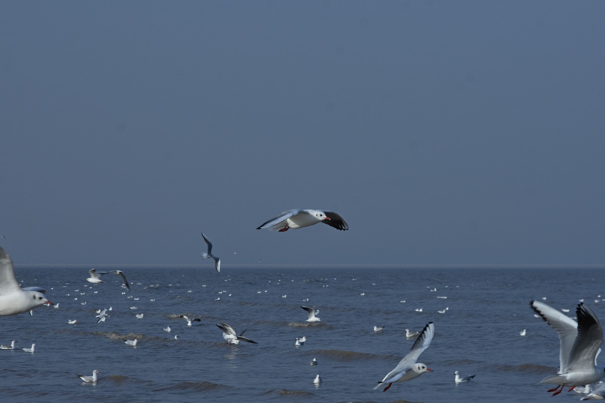 西伯利亚红嘴海鸥