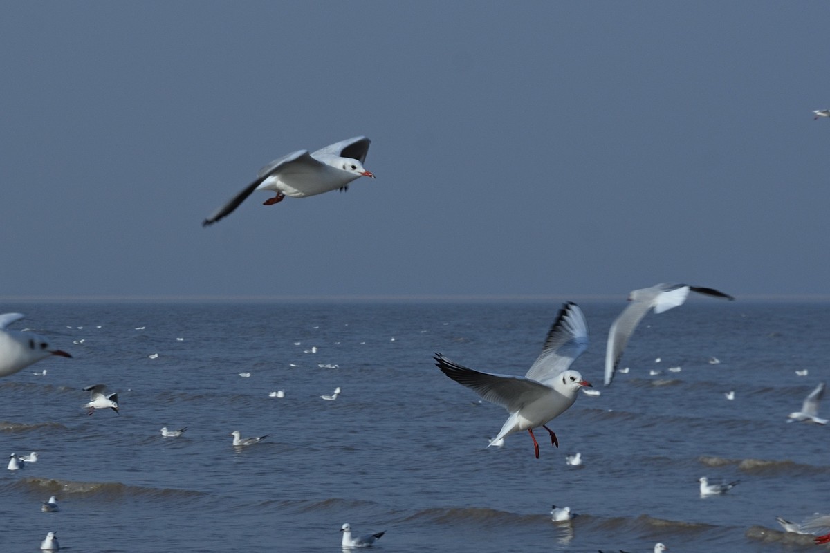 西伯利亚红嘴海鸥