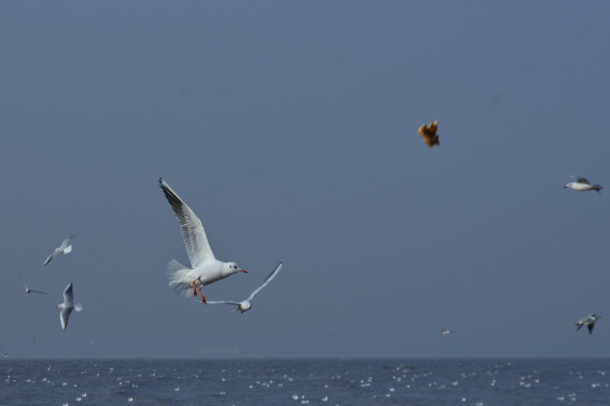 西伯利亚红嘴海鸥