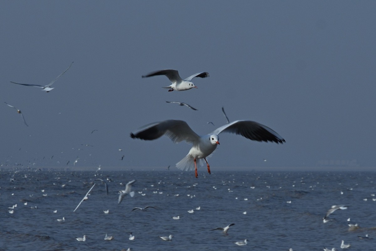 西伯利亚红嘴海鸥