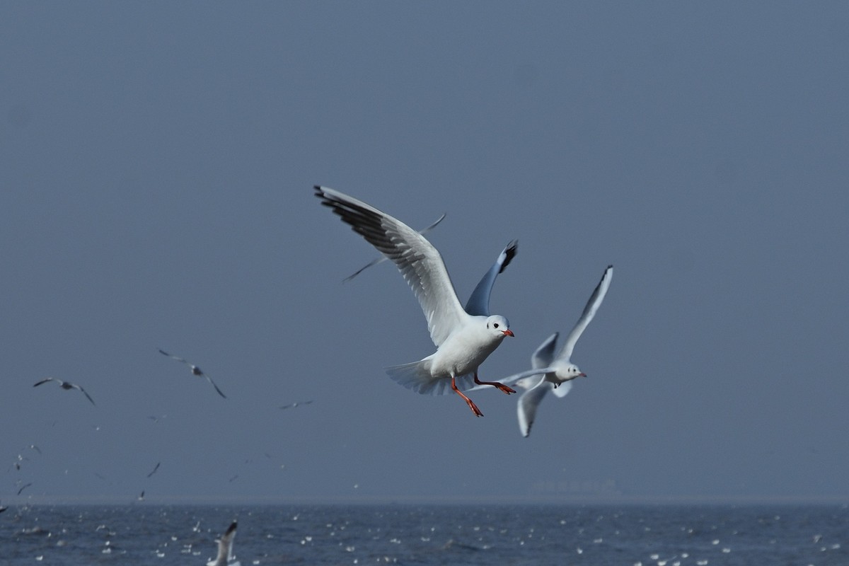 西伯利亚红嘴海鸥