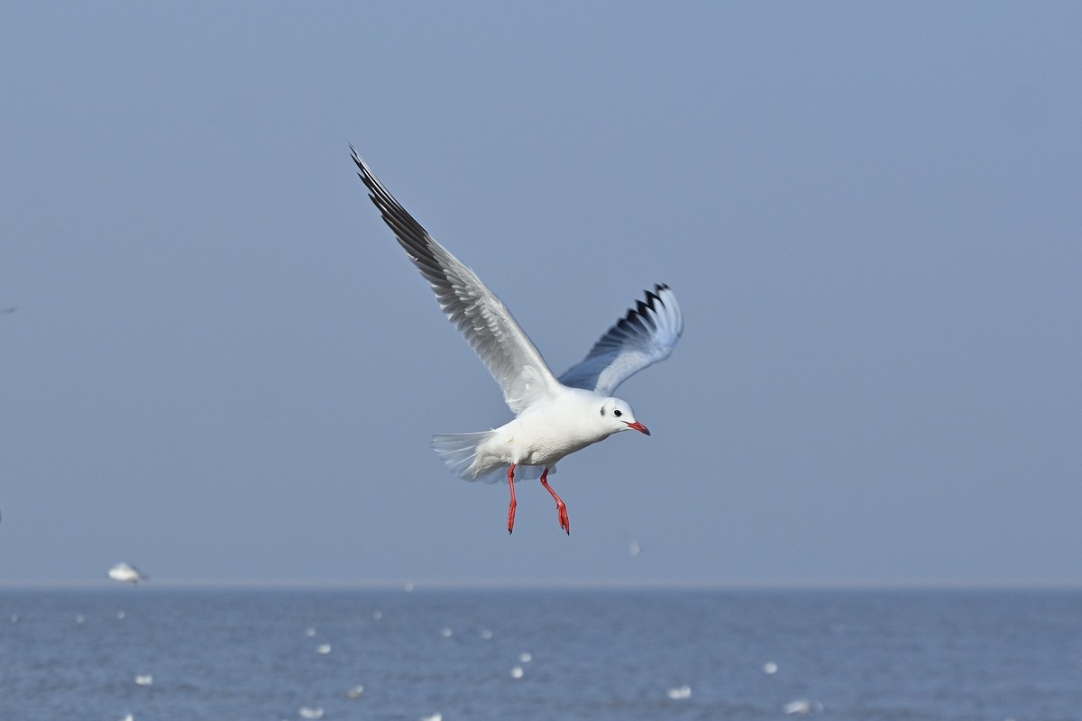 西伯利亚红嘴海鸥