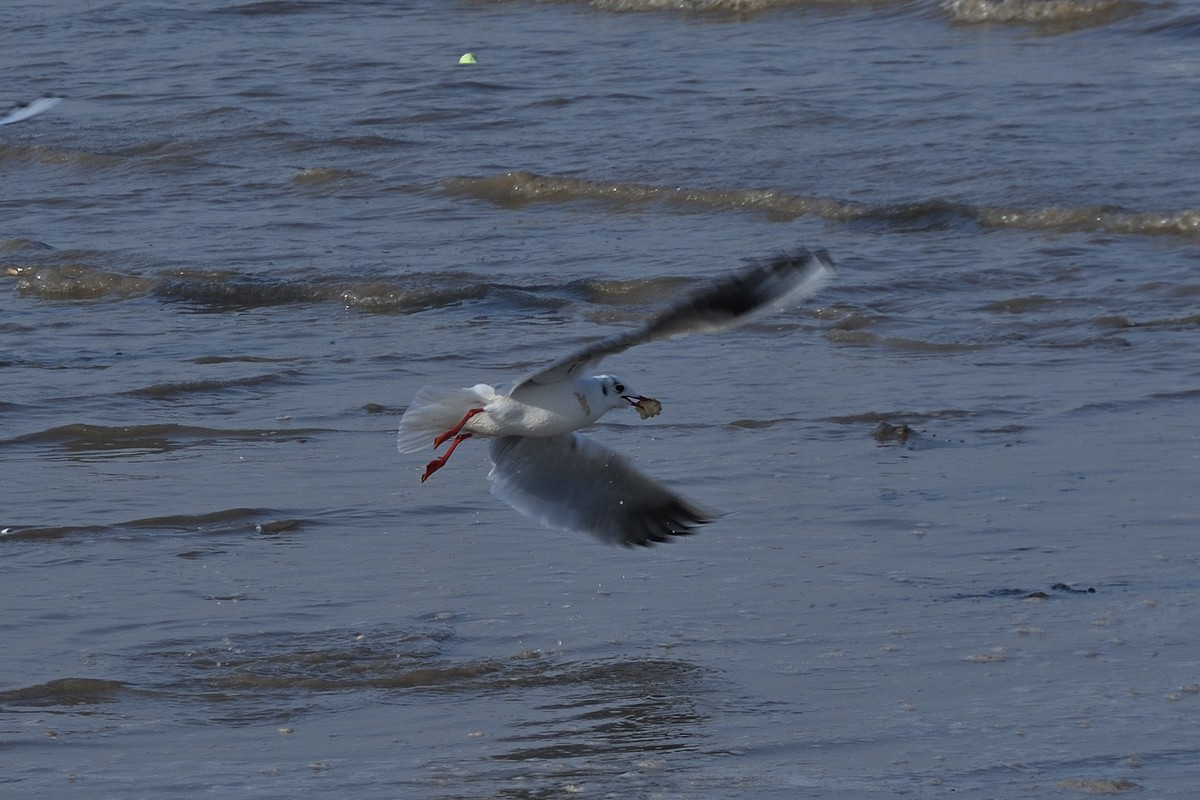 西伯利亚红嘴海鸥