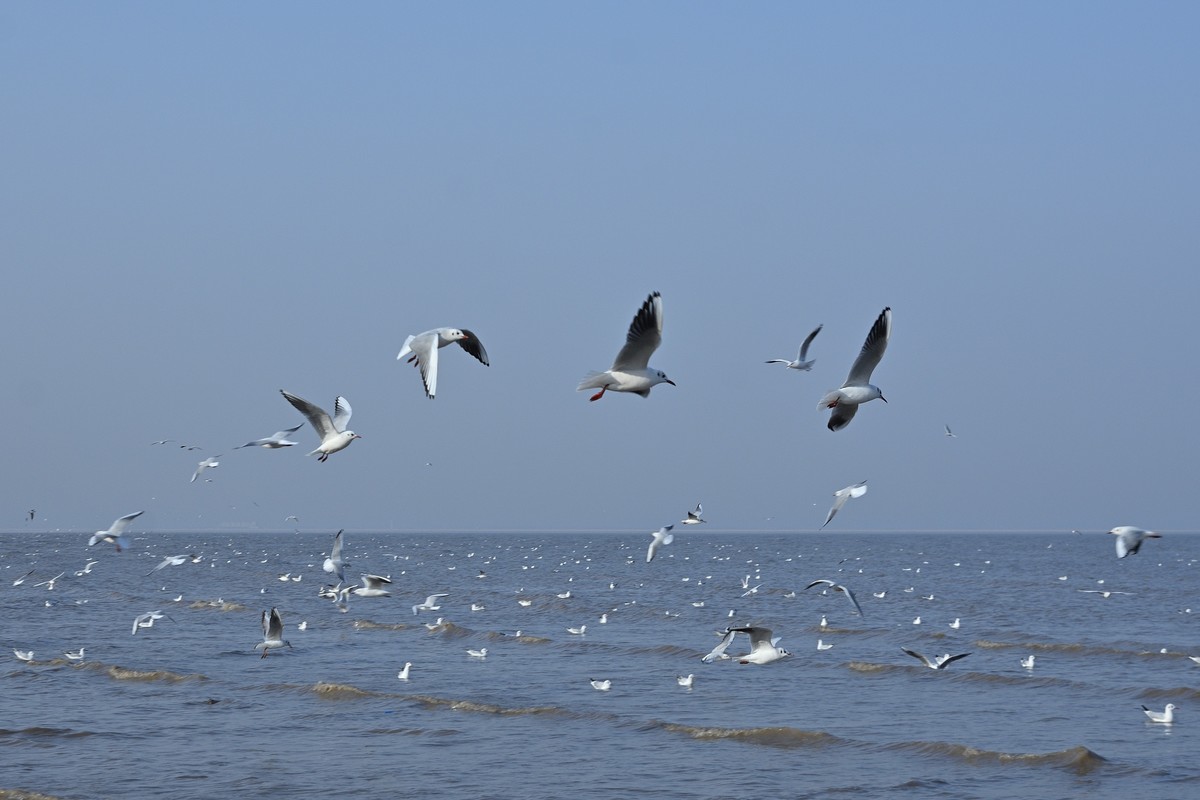 西伯利亚红嘴海鸥