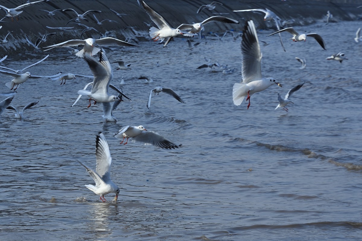 西伯利亚红嘴海鸥