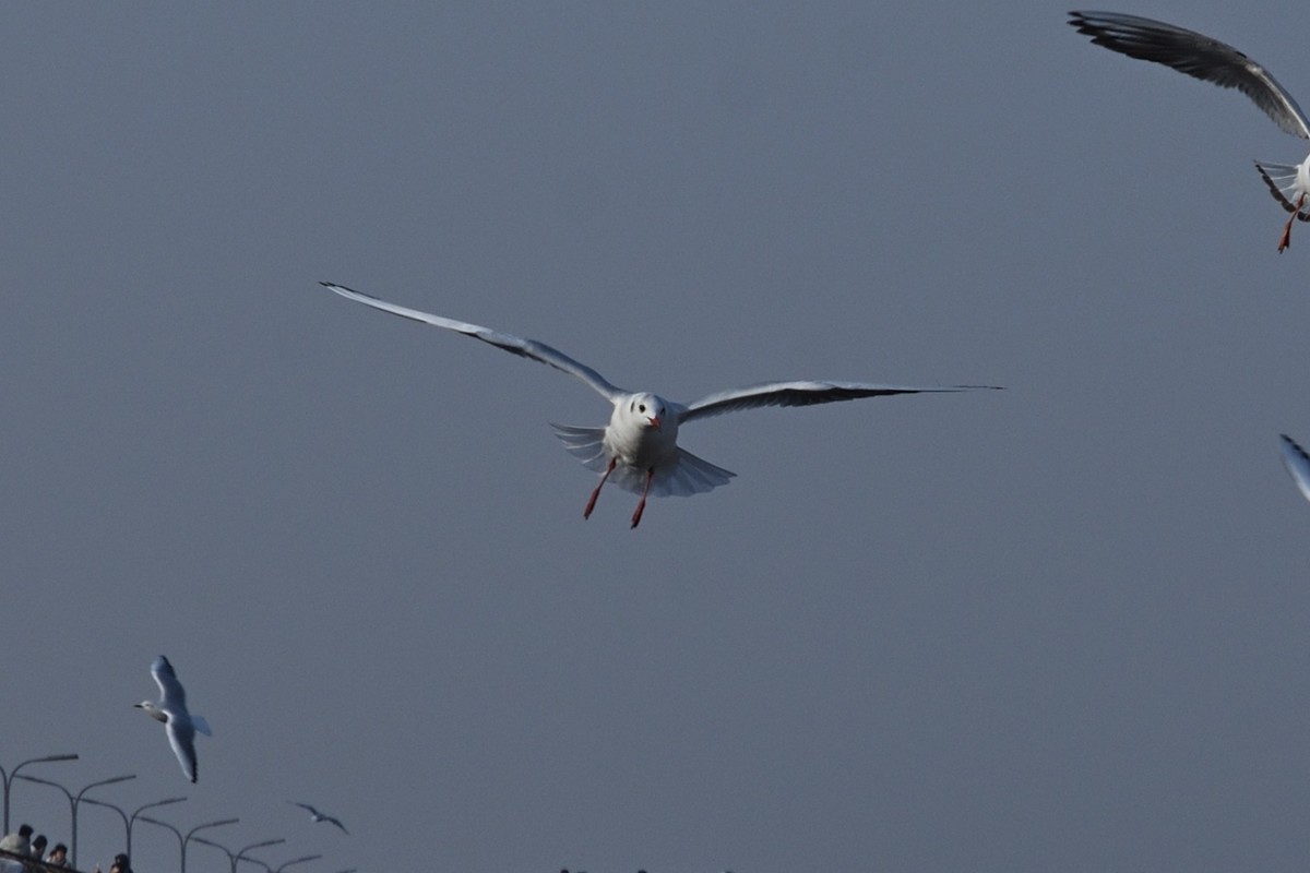 西伯利亚红嘴海鸥