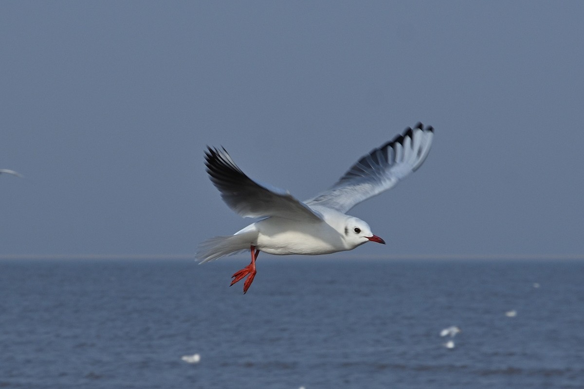 西伯利亚红嘴海鸥