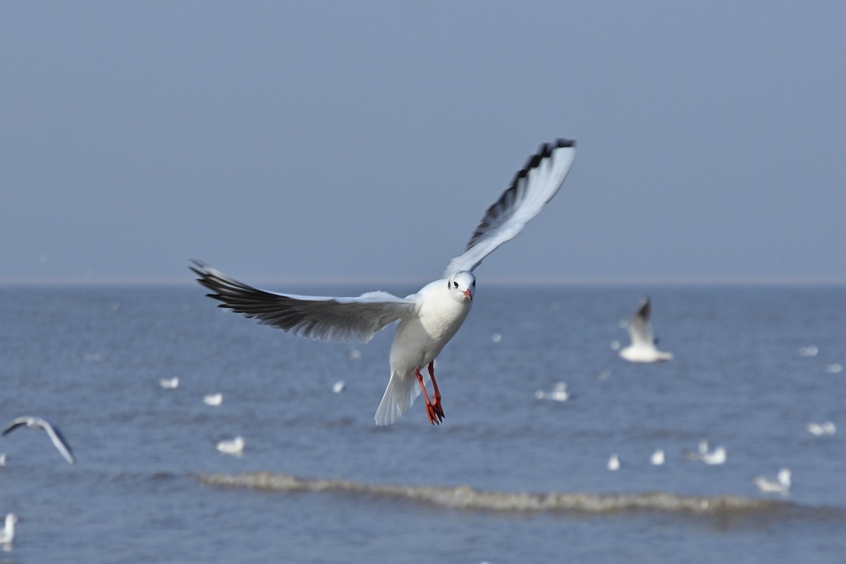 西伯利亚红嘴海鸥