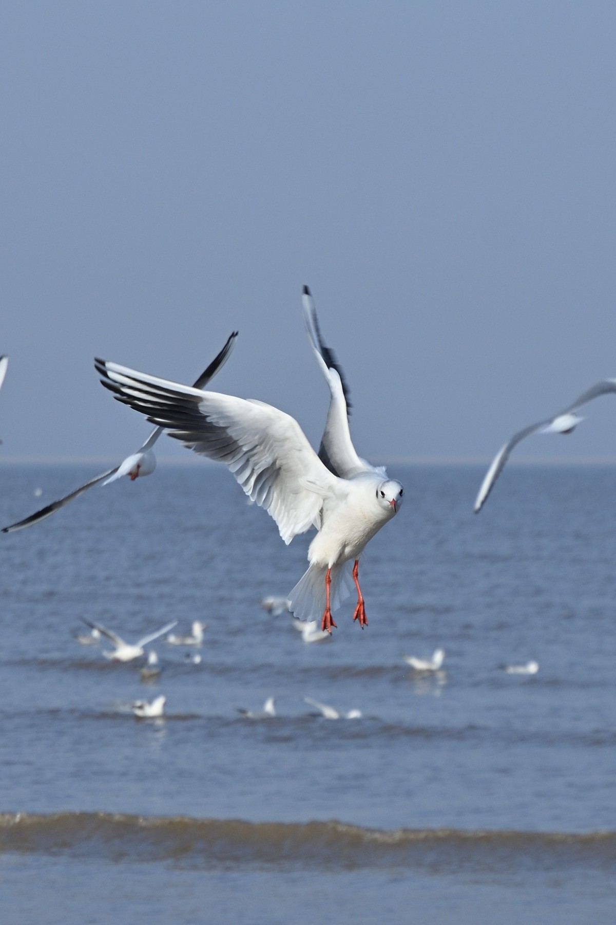 西伯利亚红嘴海鸥