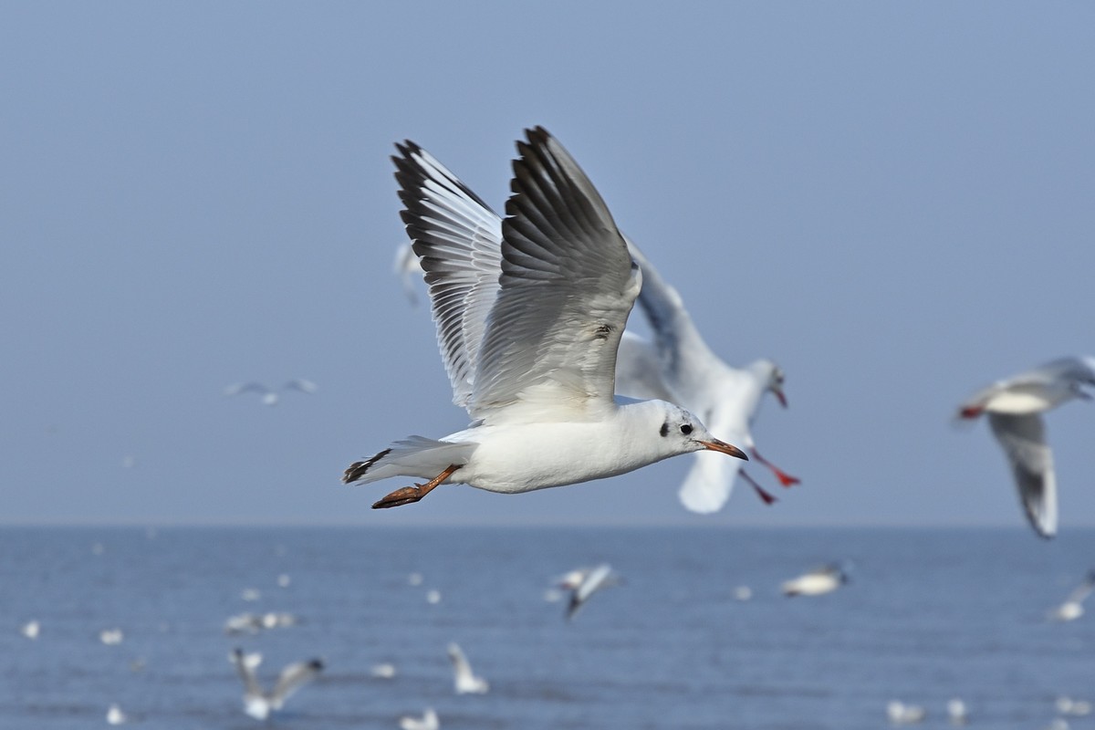 西伯利亚红嘴海鸥