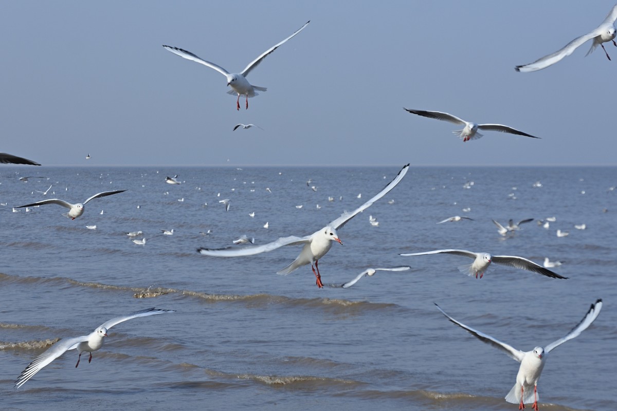 西伯利亚红嘴海鸥