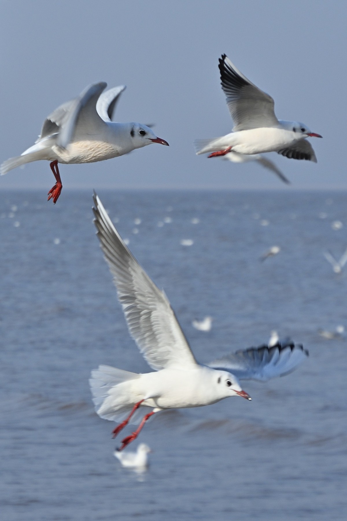 西伯利亚红嘴海鸥