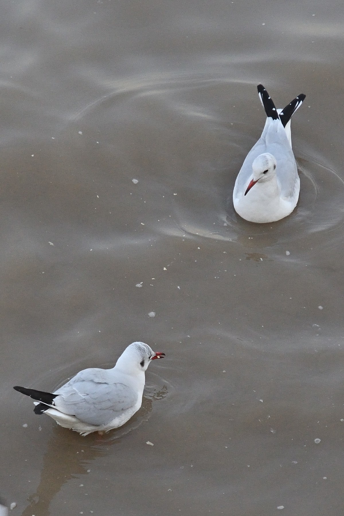 西伯利亚红嘴海鸥