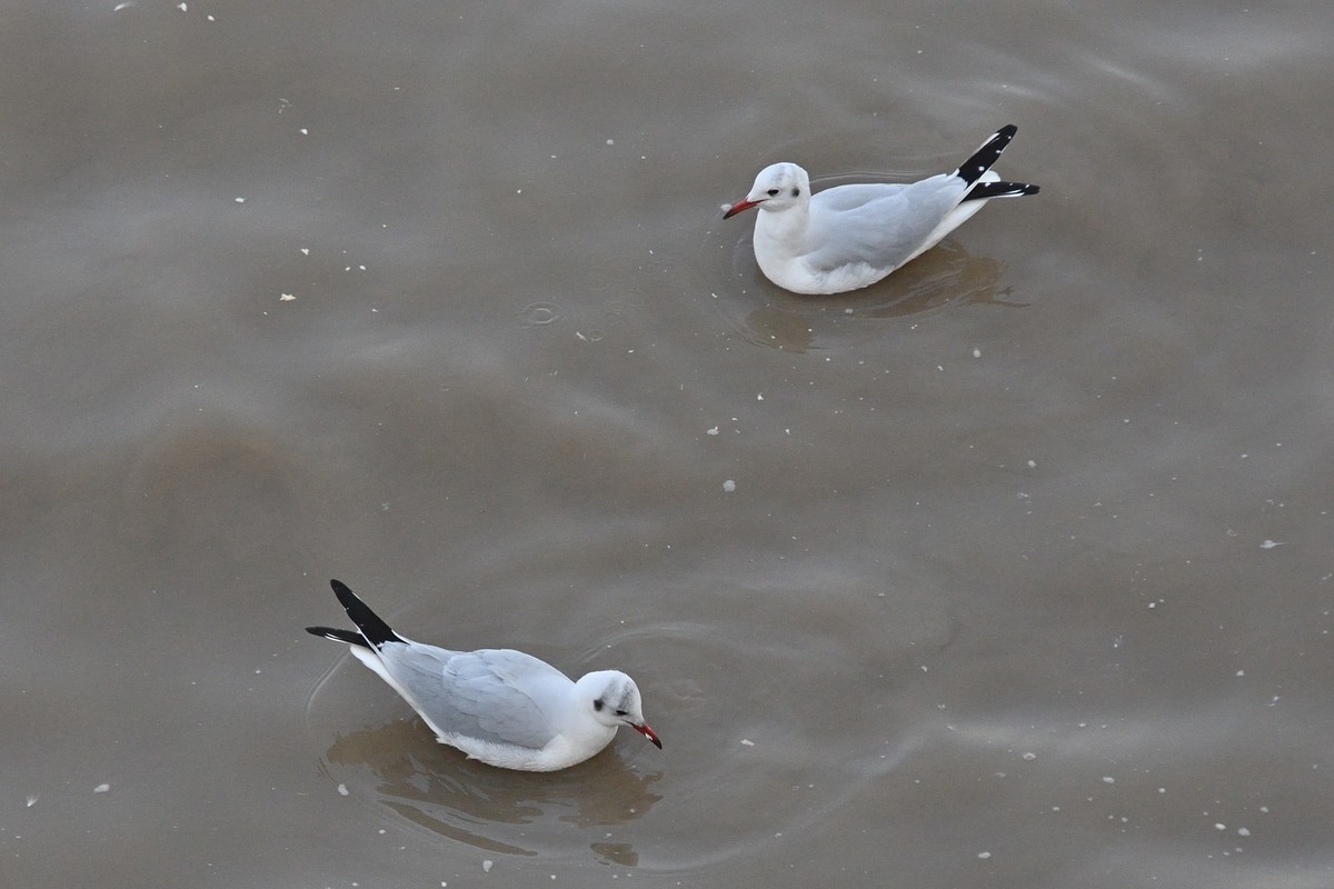 西伯利亚红嘴海鸥