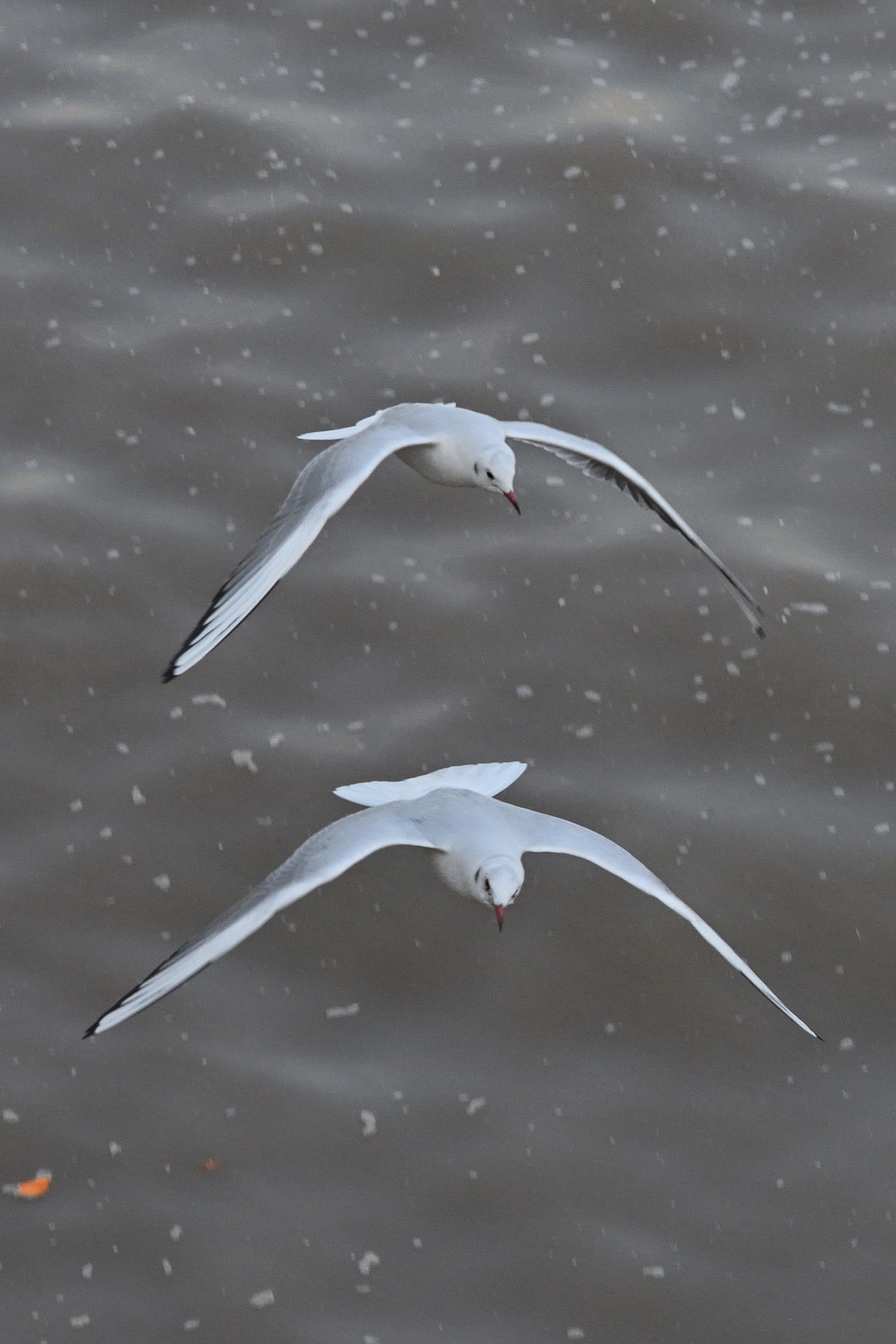 西伯利亚红嘴海鸥