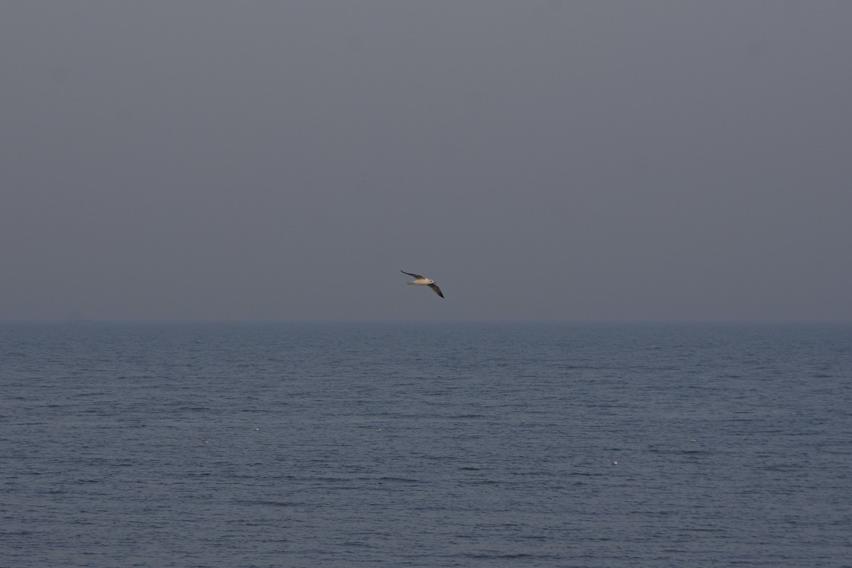 西伯利亚红嘴海鸥