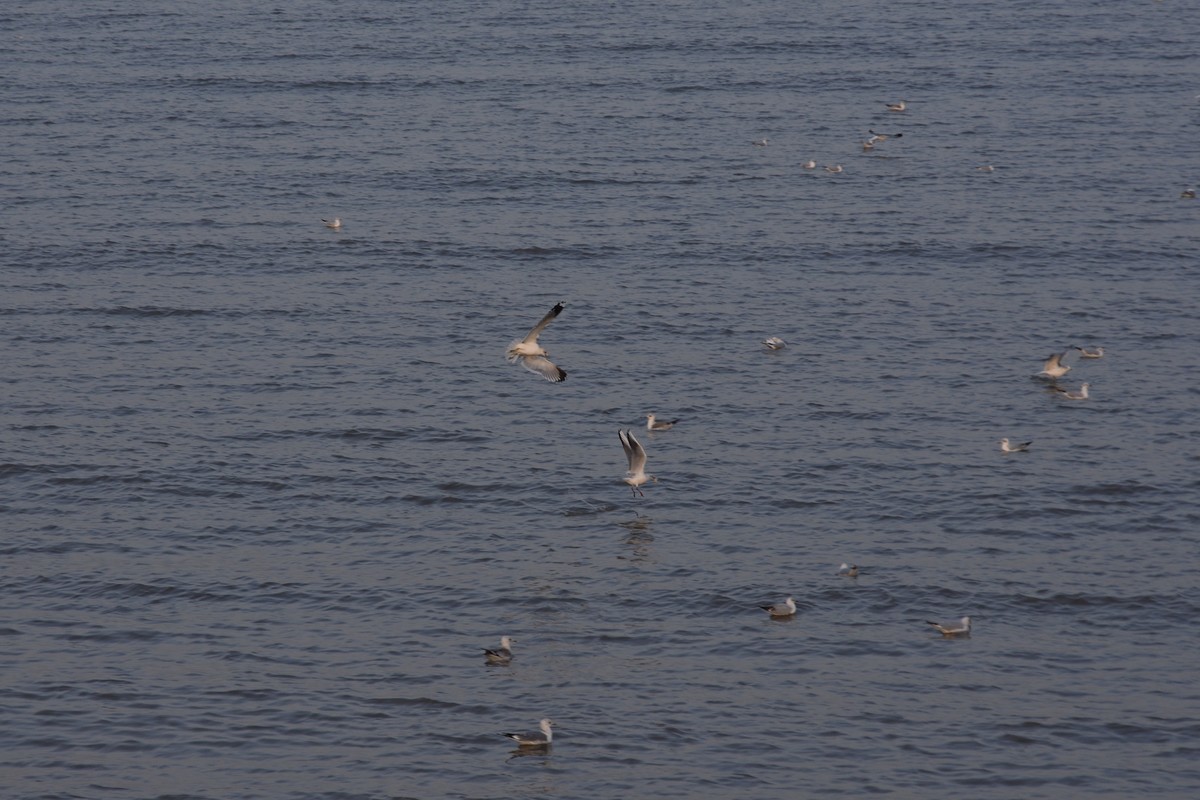 西伯利亚红嘴海鸥