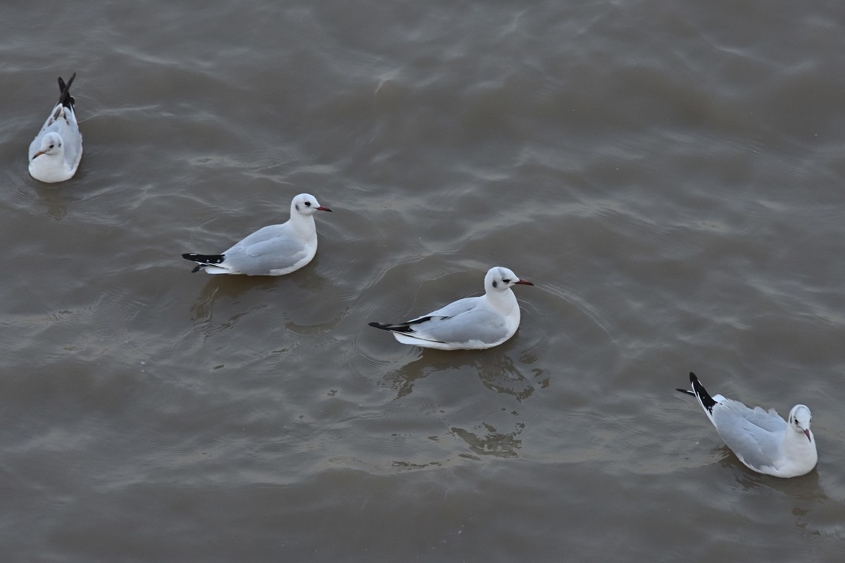 西伯利亚红嘴海鸥