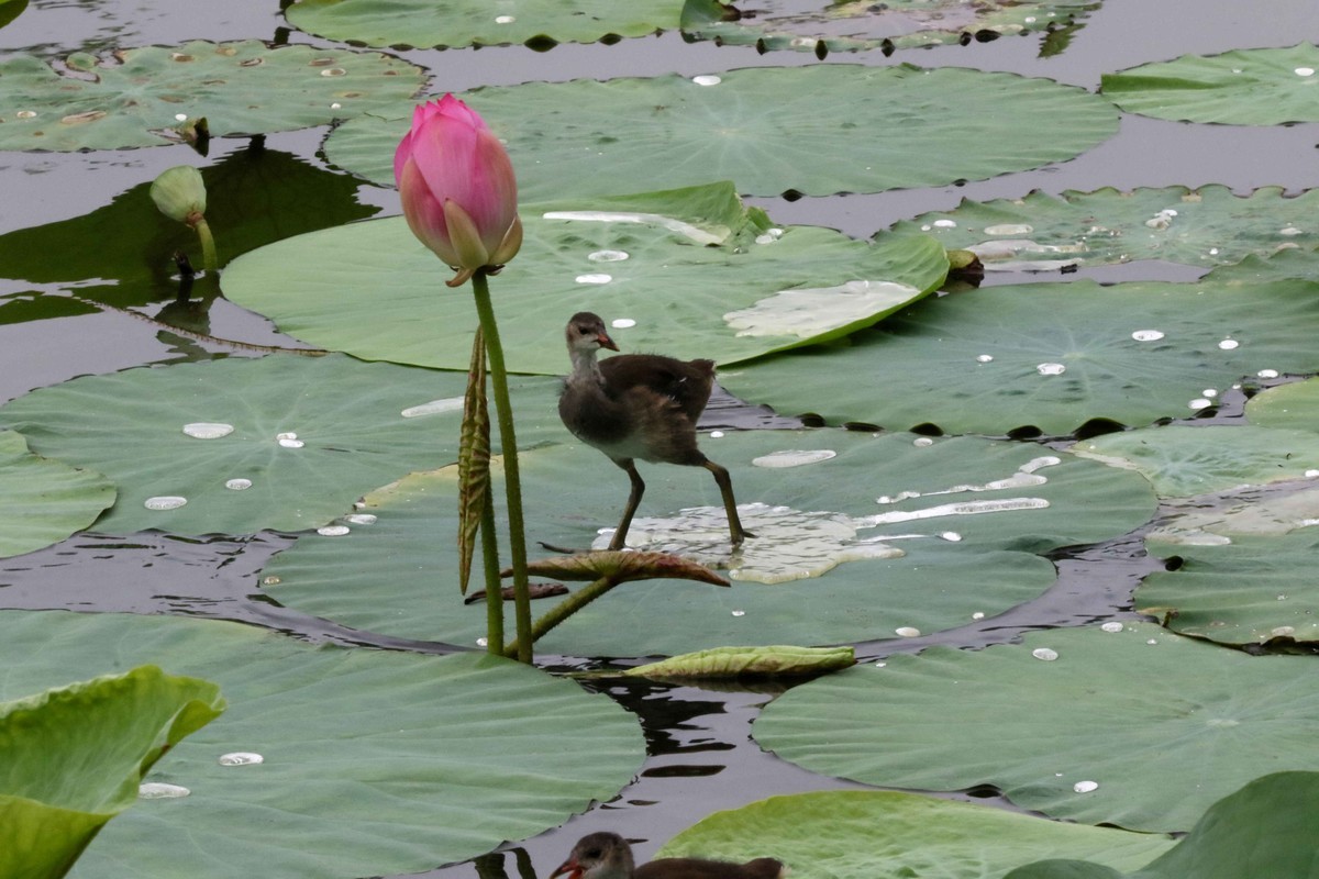 2024拍荷花黑水鸡