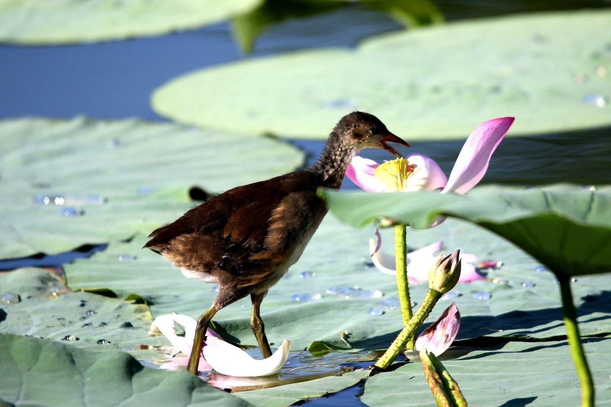 2024拍荷花黑水鸡