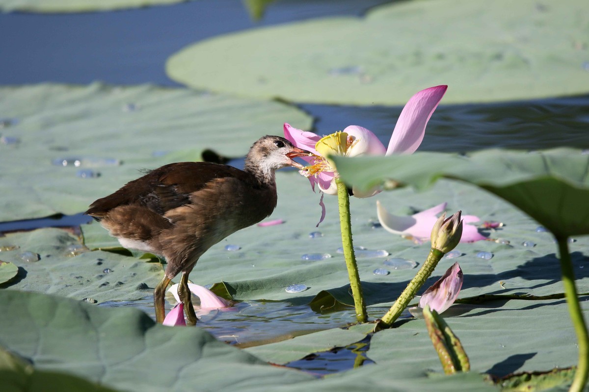 2024拍荷花黑水鸡