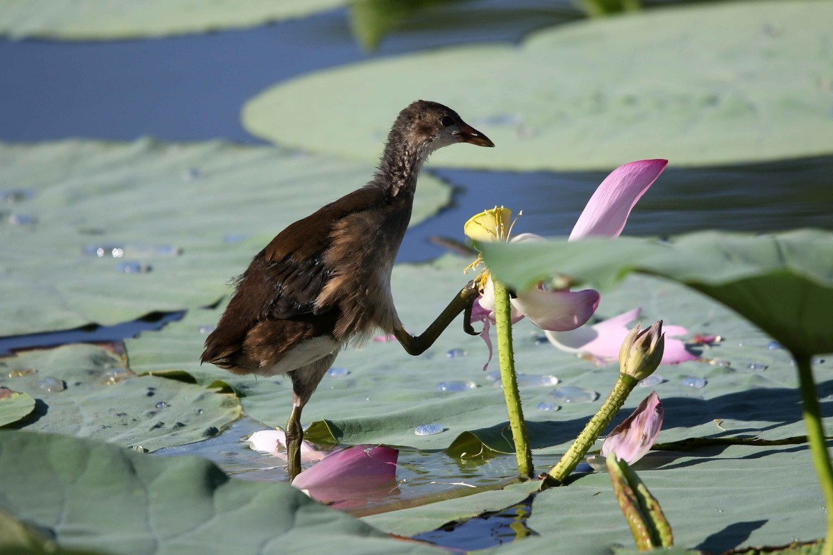 2024拍荷花黑水鸡