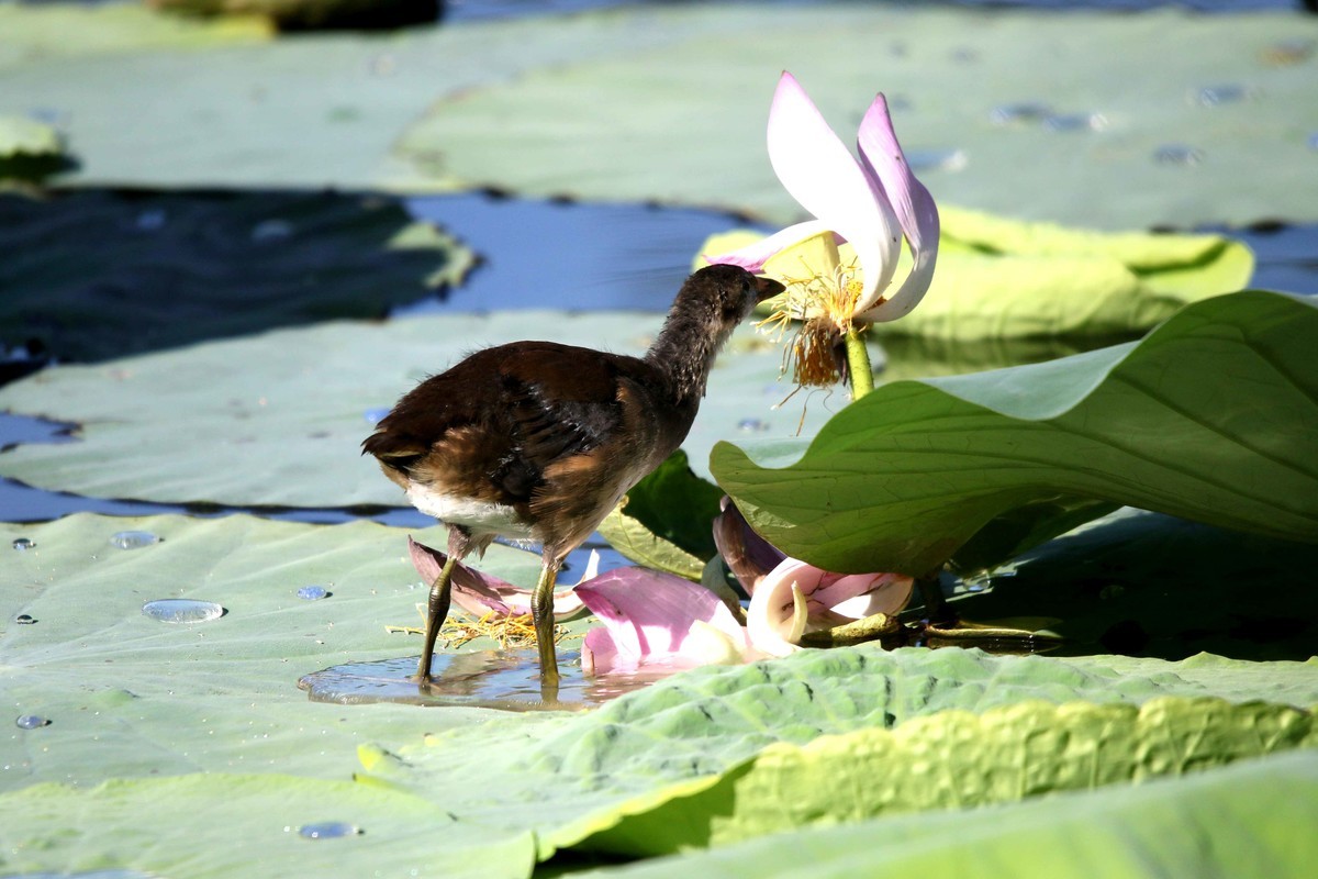 2024拍荷花黑水鸡