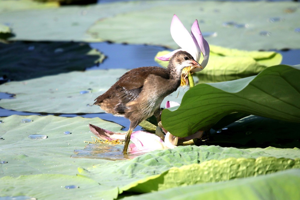 2024拍荷花黑水鸡