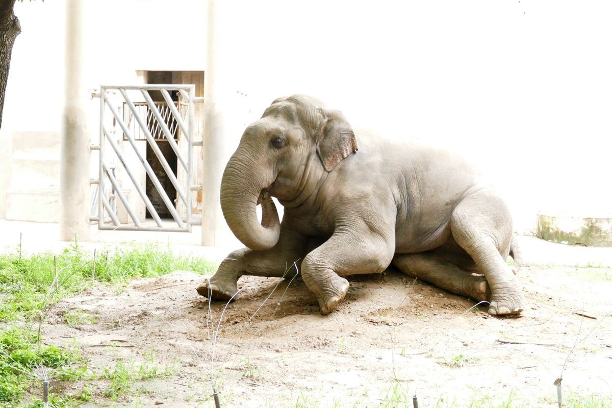 动 物 园【八】