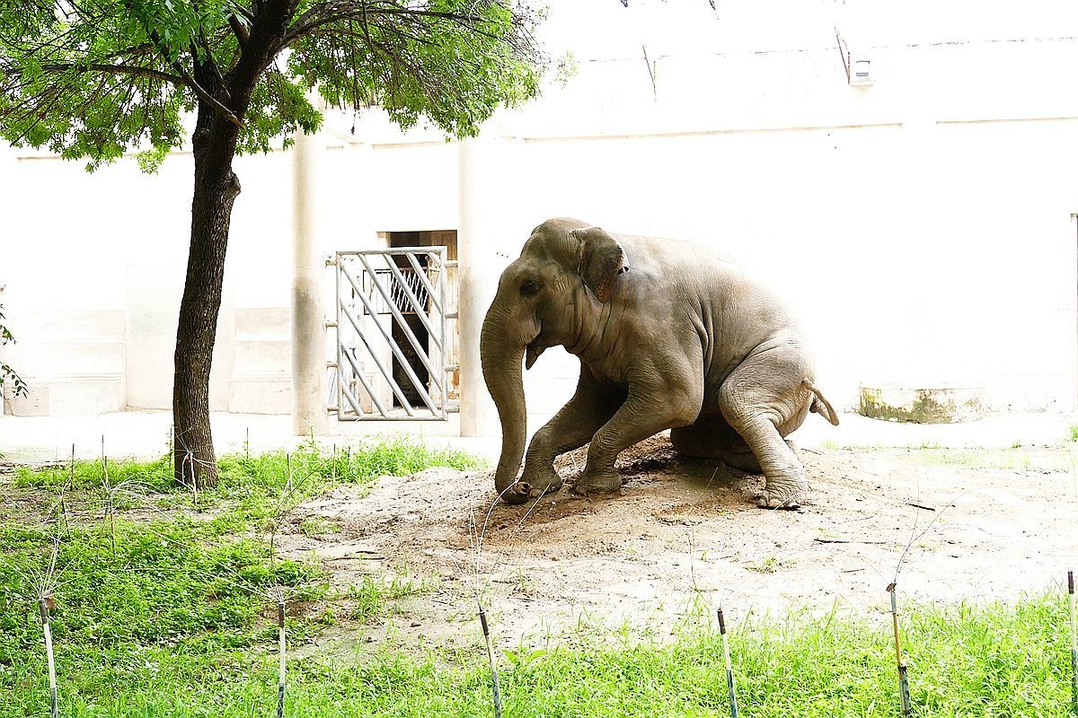 动 物 园【八】