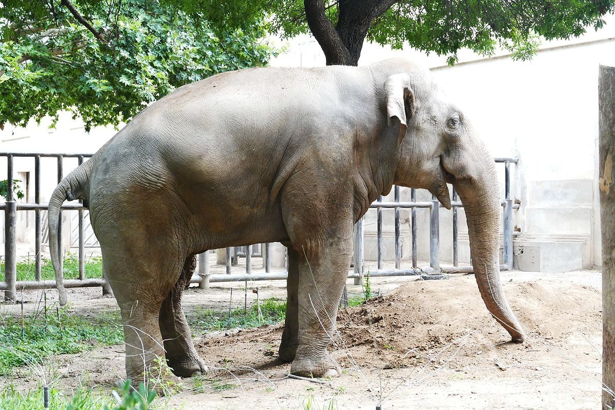 动 物 园【八】