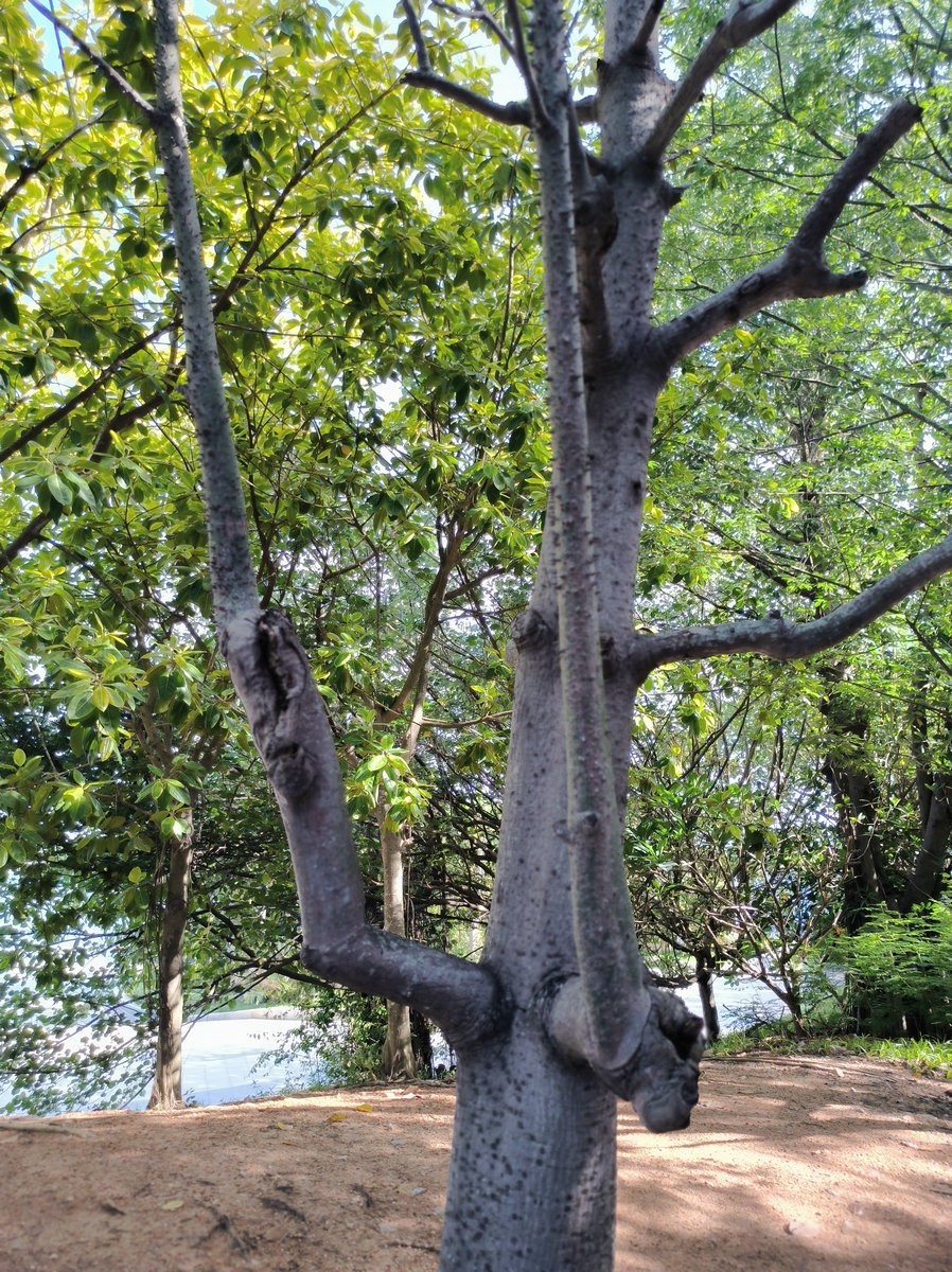 2024夏 海南环岛行（145）飘香千年的“东坡盐焗鸡”往事