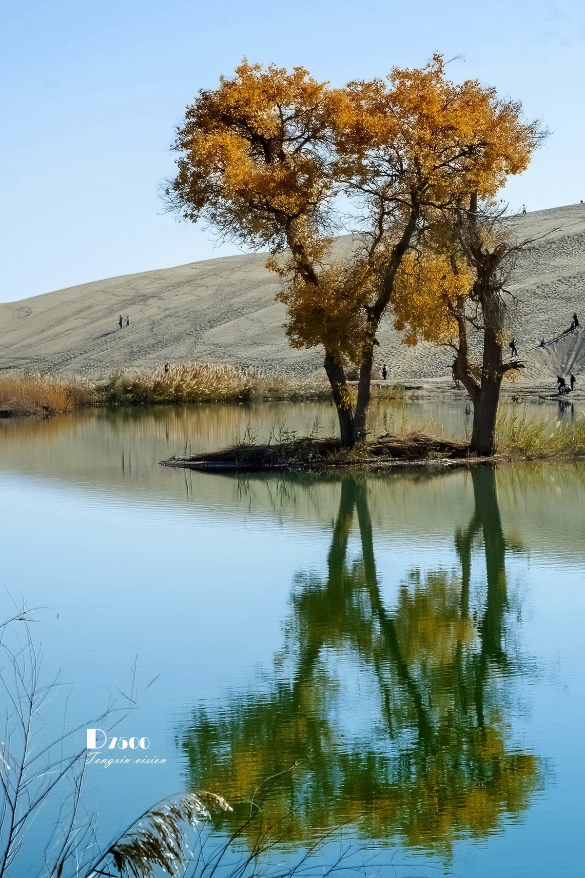 南疆行——罗布人村寨的秋（2）