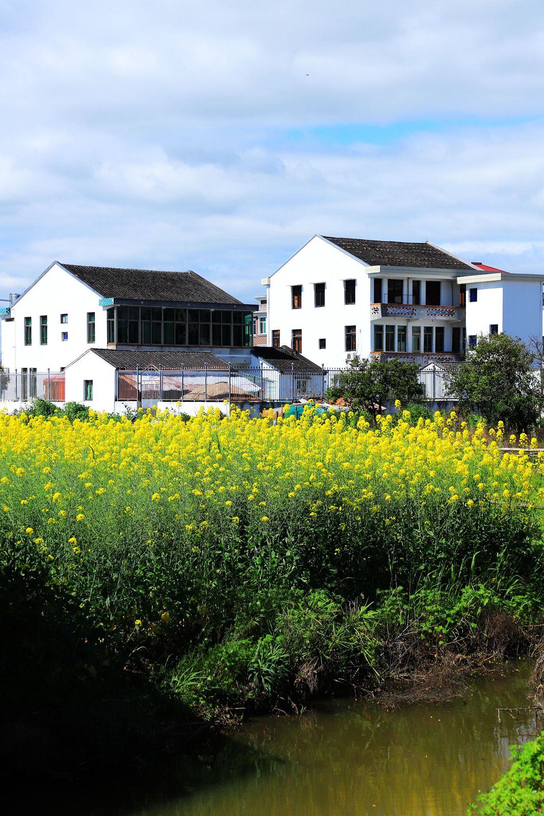 温州七都岛樟里村(5)