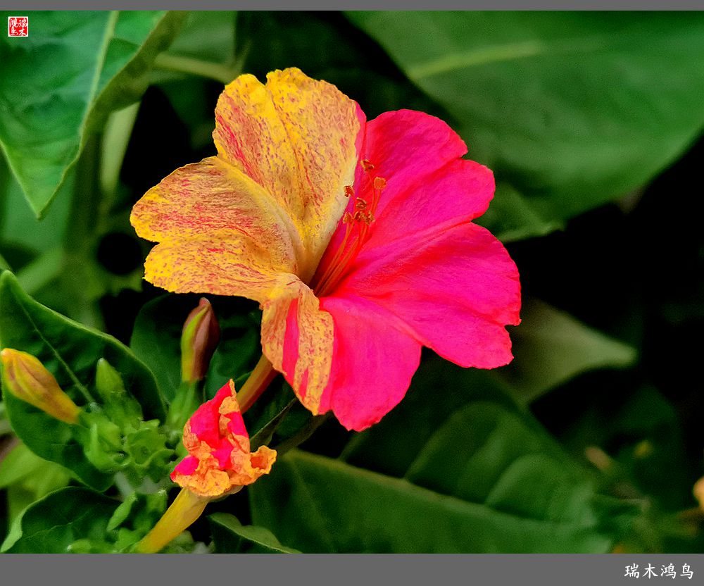 【2022之花季】48.多彩的紫茉莉