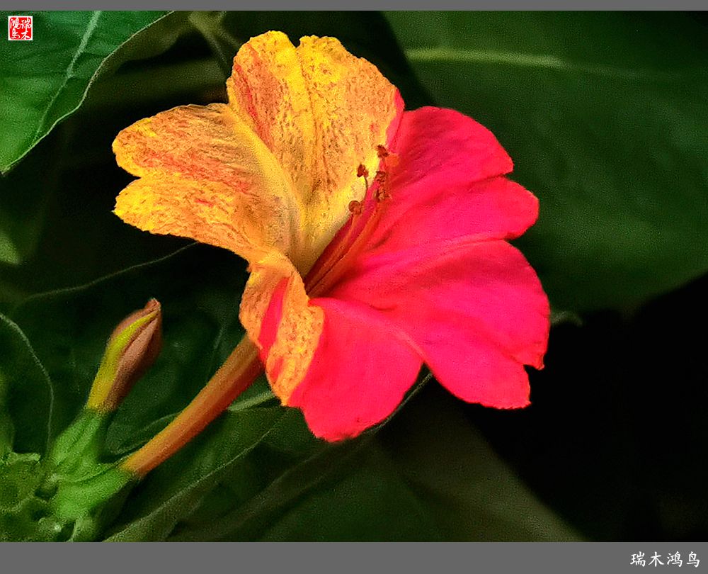 【2022之花季】48.多彩的紫茉莉