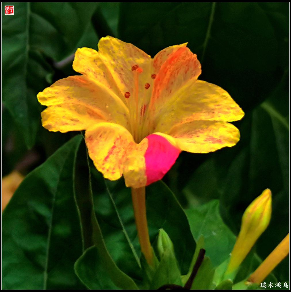 【2022之花季】48.多彩的紫茉莉