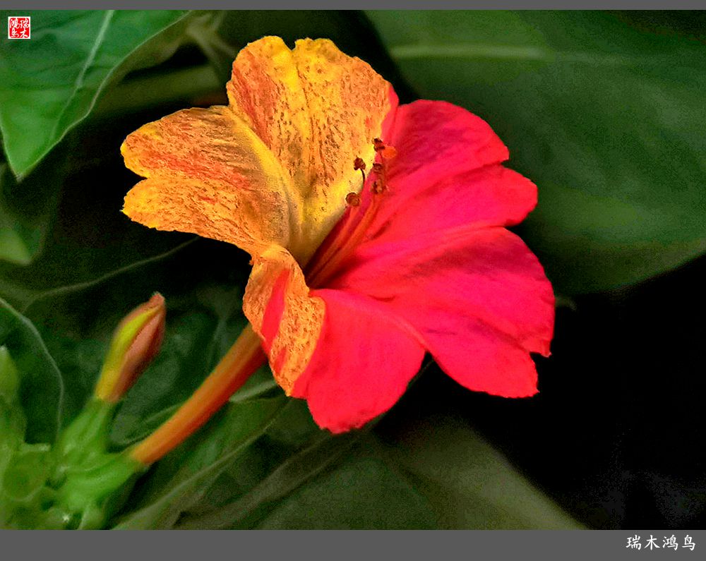 【2022之花季】48.多彩的紫茉莉