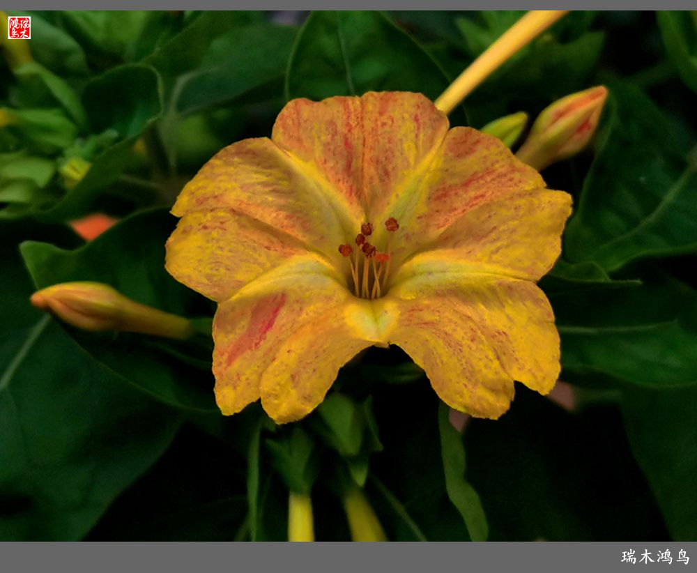 【2022之花季】48.多彩的紫茉莉